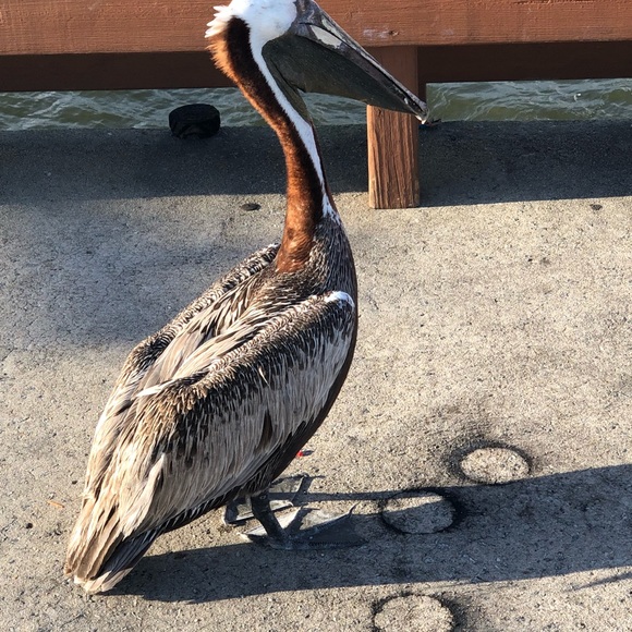 Meet your Posher, Marilen - Picture 1 of 1